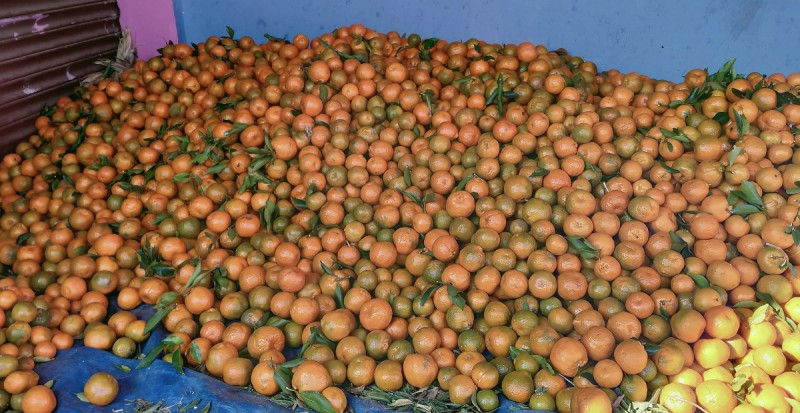 यस वर्ष सुन्तलाको उत्पादन बढ्यो