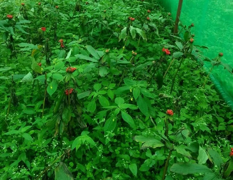 भोजपुरका किसानको रोजाइँमा सतुवा खेती