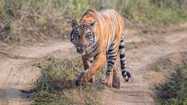 बाघ हेर्न निकुञ्जमा पर्यटक बढे