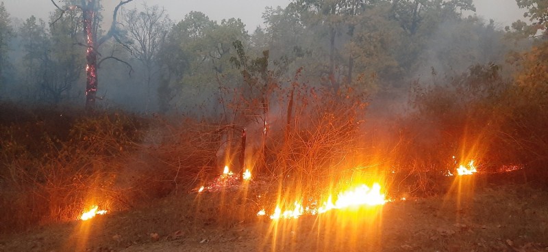 डढेलोले वन सखाप, स्वास्थ्यमा खराब असर