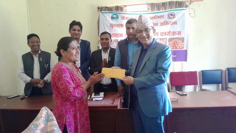 पोखरा महानगरपालिकाद्वारा सुन्तला बगैँचा व्यवस्थापन बापत् किसानलाई अनुदान