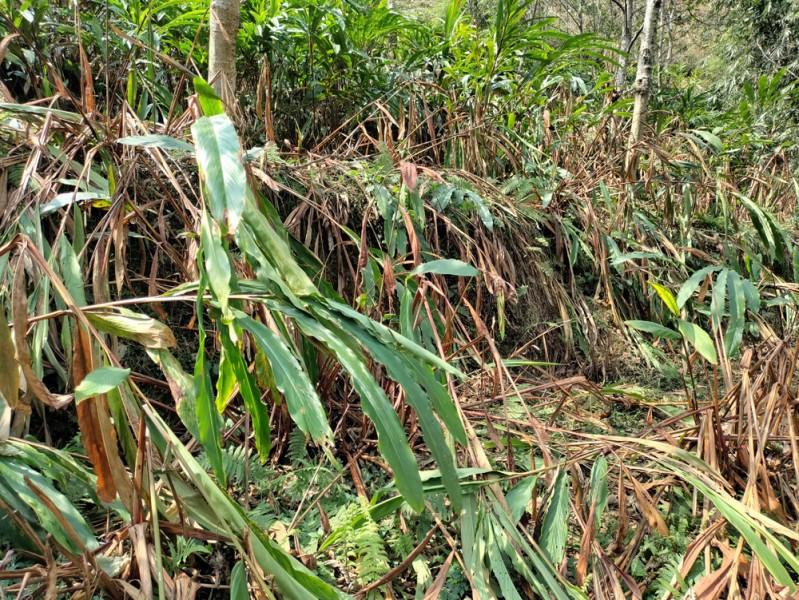 पर्याप्त मात्रामा वर्षा नहुँदा सुक्न थाले 'अलैँचीका बोट'