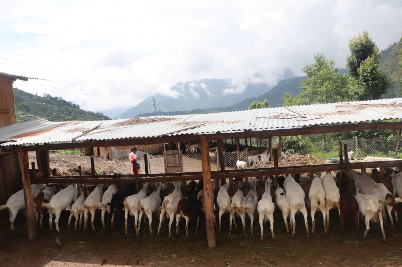 विदेशको सीप स्वदेशमा लगाउँदा...