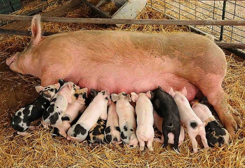 बङ्गुरका पाठापाठी बिक्री भएन