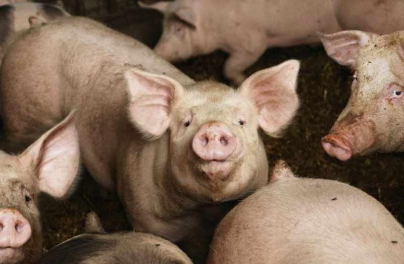 बङ्गुर बिक्री नहुँदा व्यवसायी चिन्तित