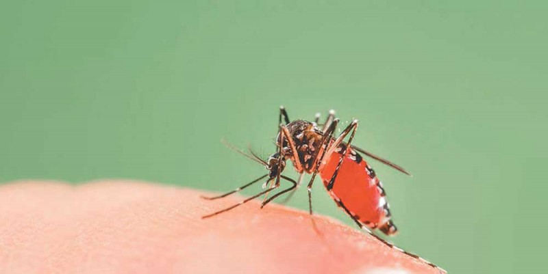 तनहुँमा डेङ्गु सङ्क्रमणबाट तीन जनाको मृत्यु