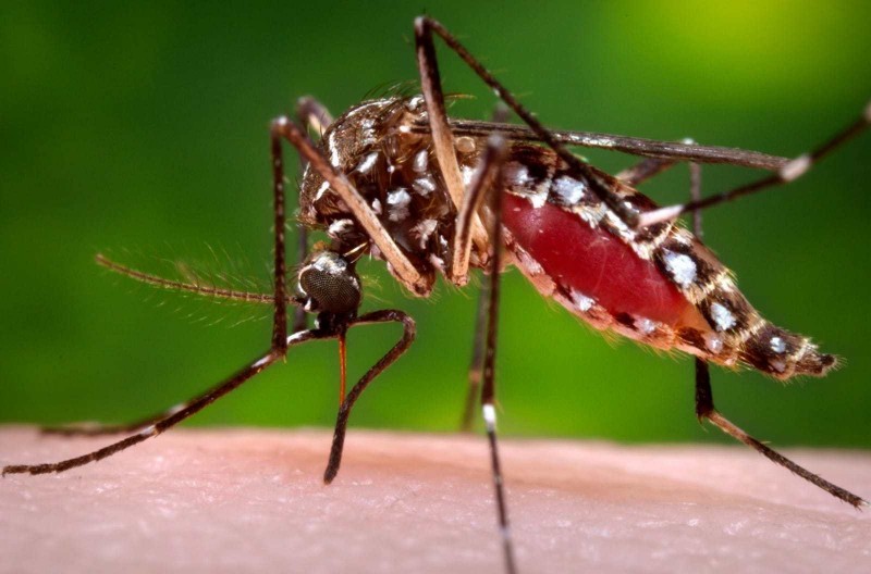 डेङ्गु नियन्त्रण गर्न उच्च प्राथमिकता 