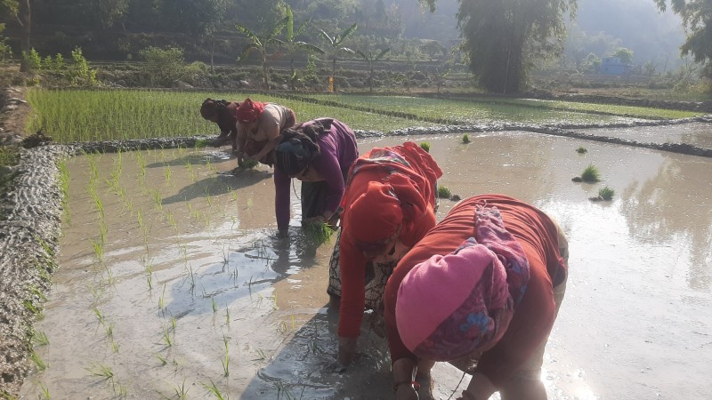 पाल्पाका किसानलाई चैते धान रोप्न चटारो