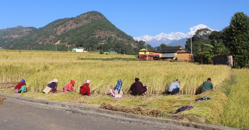 गण्डकी प्रदेश : धान उत्पादन घट्यो 