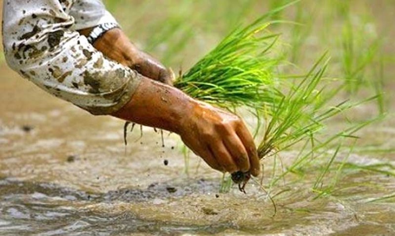 आज असार १५ अर्थात् उन्नाइसौँ धान दिवस मनाइँदै 