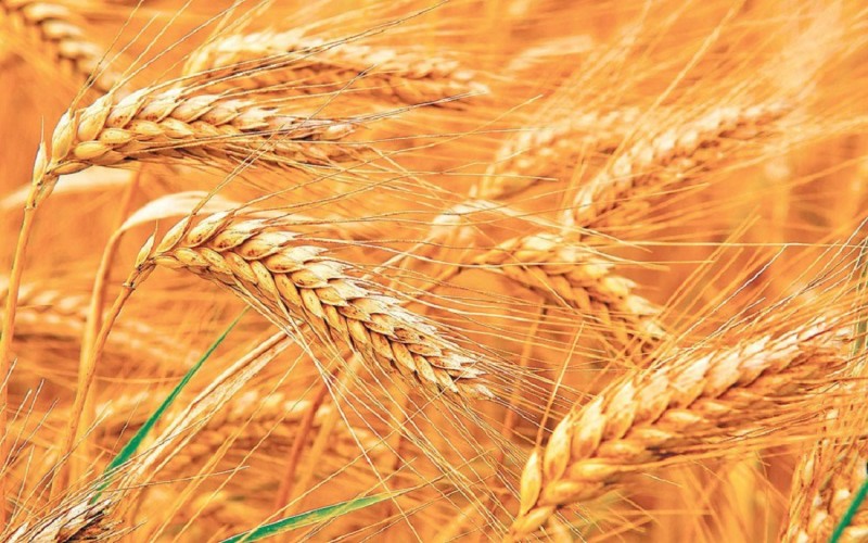 प्रतिकूल मौसमः गहुँ भण्डारण गर्न किसानलाई आग्रह