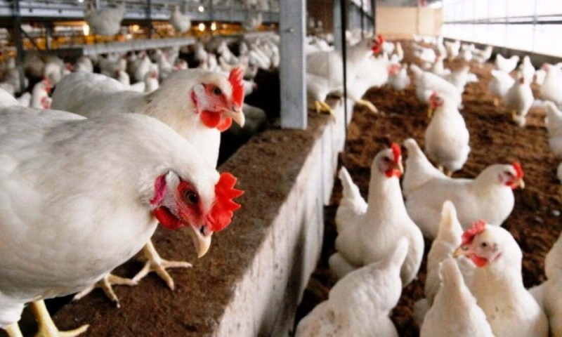 वर्डफ्लु पीडित किसानलाई राहत