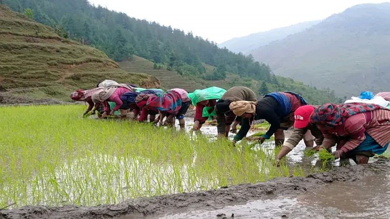 छुमचौरमा मार्सी धान रोपाइँ