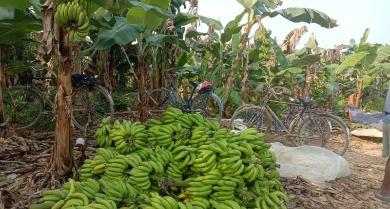 वन्यजन्तुले मकै सखाप पारेपछि उदयपुरका किसान केराखेतीमा आकर्षित