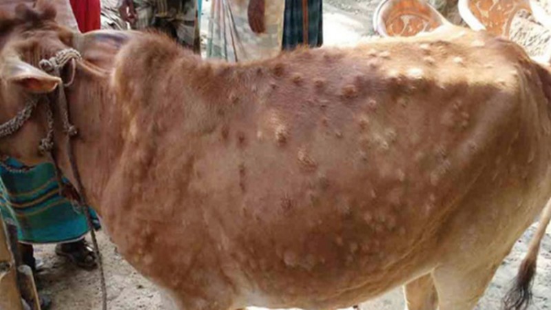 'लम्पी स्किन'बाट काभ्रेमा मरे छ सय ८१ पशु 
