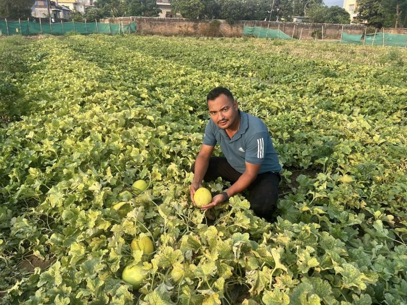  तरबुजा बिक्री गरेर रु १२ लाख आम्दानी