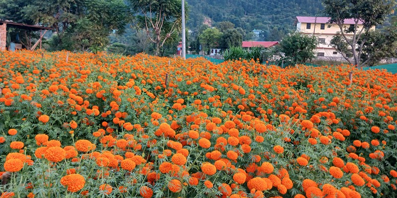 सयपत्री बेचेर वार्षिक सात लाख बचत गर्दै लालबाबु