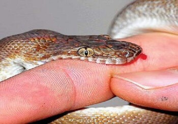 बर्दिबासमा ३१ हजार लिए सर्पदंशको उपचार