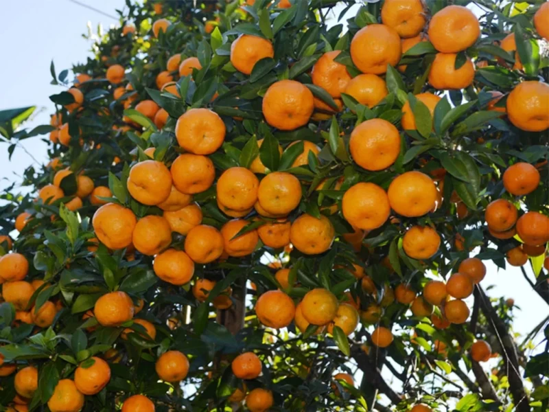  रामेछापको सुन्तलाले बजार पाएन